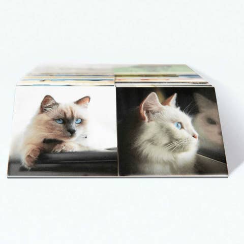 Remember Cats | Memory Spel