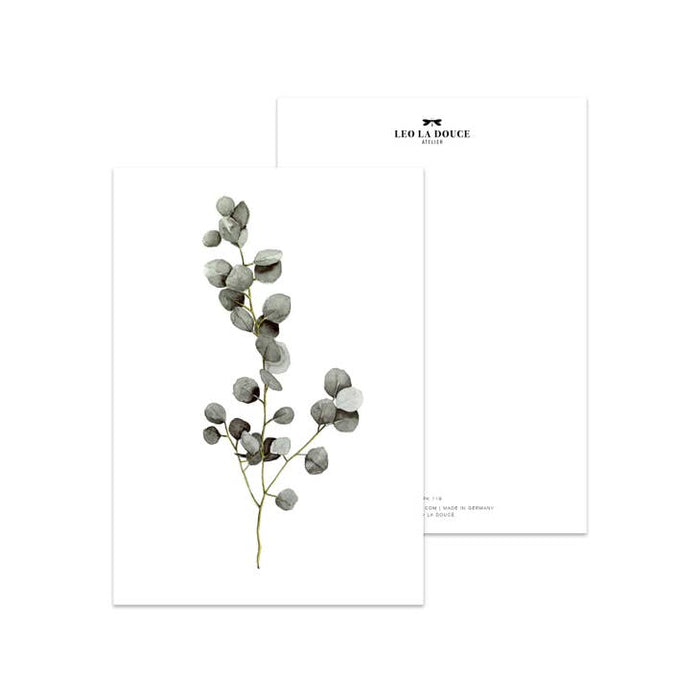 Eucalyptus de carte postale | Une enveloppe