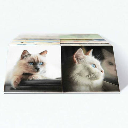 Remember Cats | Memory Spel